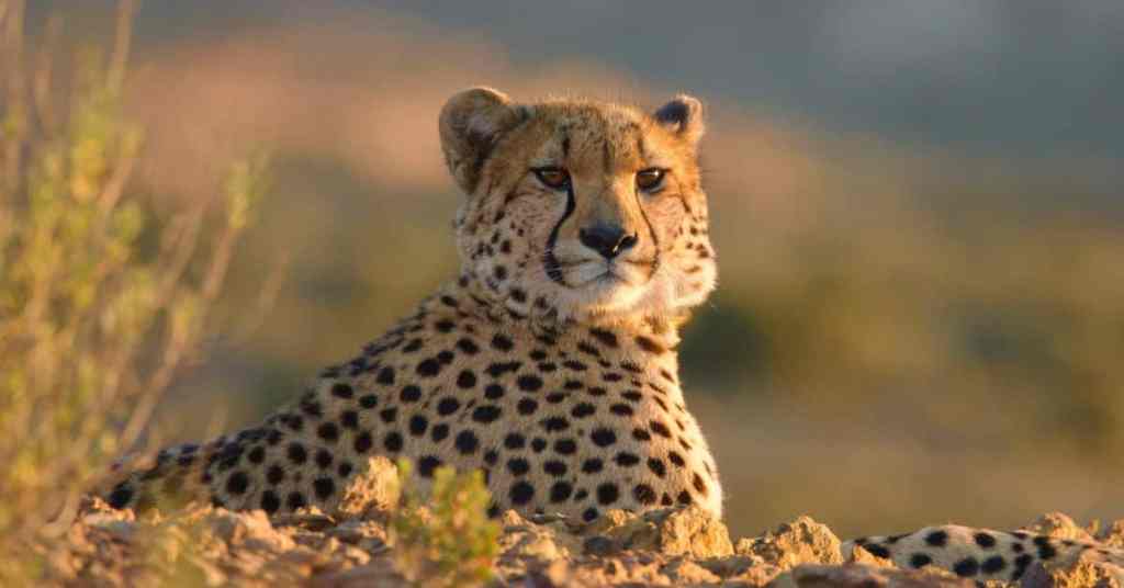 ZDF Studios adquiere los derechos de distribución global de Cheetah Fast & Wild