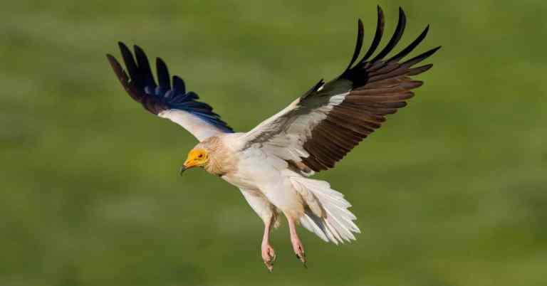 Springwatch de la BBC será adaptada en España por Brutal Media BBC Studios_Springwatch_0426